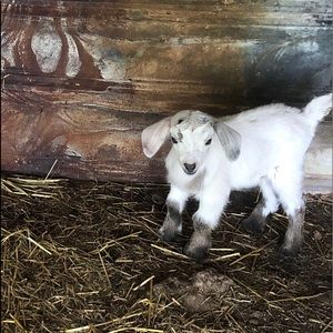 Meet your Posher, Gail